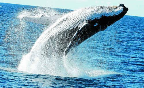 A whale at play at Hervey Bay. A whale at play at Hervey Bay.